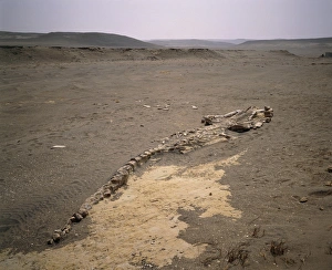 Fossilized skeleton of 9 metre whale, Peru Fossilized skeleton of 9 metre whale, Peru