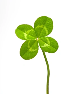 Images Dated 9th February 2011: Four-leaf clover (Trifolium sp.) Print