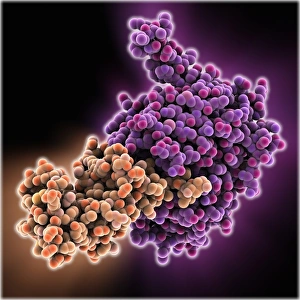 Images Dated 8th February 2013: Malaria Protease Enzyme Complex Print