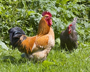 Cockerel Images Prints: Free-range chickens