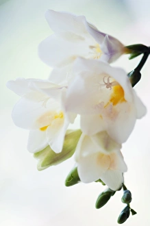 Bright Yellow Flowers Prints: Freesia sp