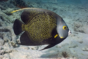 Tropical Aquarium Fish Prints: French angelfish