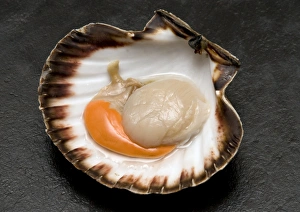 Seafood Preparation Prints: Fresh scallop