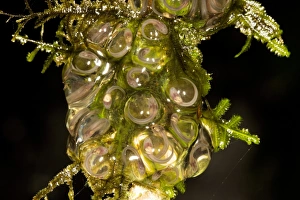 Tadpole Development Prints: Frog eggs