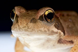 Images Dated 28th March 2013: Frog Head Print, x3 Magnification