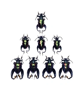 Images Dated 21st December 2012: Frog-legged Leaf Beetles Print (2.5cm)
