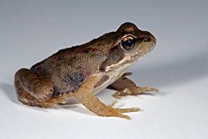 Frog Species Prints: Frog
