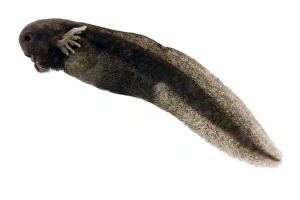 Rana Temporaria Images Prints: Frog tadpole