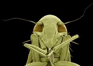 Insect Mouthparts SEM Prints: Froghopper, SEM