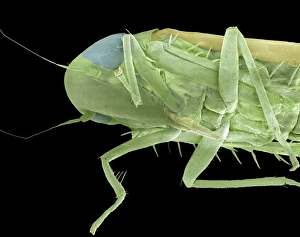 SEM Print of Froghopper Head