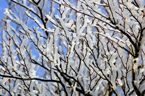 Winter Tree Photography Prints: Frost-covered beech tree