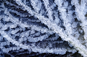 Prints of Frost-covered leaf. Hoar frost on the veins of a leaf. Hoar frost results when radiation is lost into the open sky on cold clear nights, causing objects to become colder than the surrounding air Images Dated 2008 June: Frost-covered leaf Print