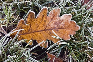 Prints of Frosted oak leaf on grass Images Dated 2011 May: Frosted Oak Leaf Print on Grass