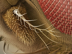 Compound Eye Structure Prints: Fruit fly antenna, SEM
