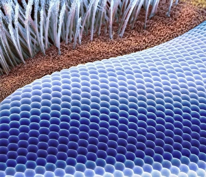 Fruit Fly Eye Print, SEM Image