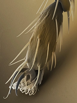 Prints of Fruit fly foot. Coloured scanning electron micrograph (SEM) of the foot of a male fruit fly (Drosophila melanogaster). The two claws are used to grip rough surfaces Images Dated 2008 October: Fruit Fly Foot Print