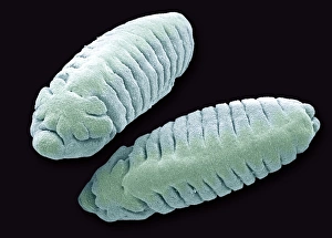 Prints of Fruit fly larvae, coloured scanning electron micrograph (SEM) Images Dated 2008 December: Fruit fly larvae SEM Print, x35 magnification