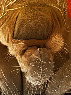 Fruit Fly Proboscis Print, SEM