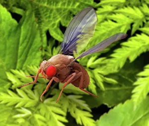 SEM Prints: SEM Fruit Fly Print: A male Drosophila melanogaster in flight