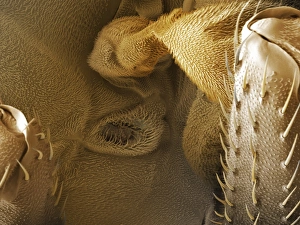 Prints of Fruit fly (Drosophila melanogaster) spiracle. Coloured scanning electron micrograph (SEM) of the spiracle (air pore) of a male fruit fly Images Dated 2008 October: Fruit fly spiracle SEM Print
