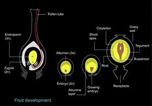 Plant Reproduction Prints: Fruit formation, artwork