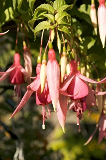 Exotic Flowers Prints: Fuchsia Cascade