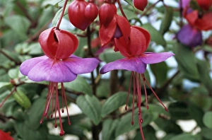 Exotic Flower Species Prints: Fuchsia flowers