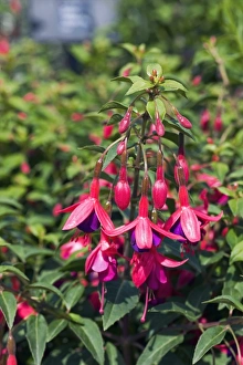 Exotic Garden Plants Prints: Fuchsia Tom Thumb