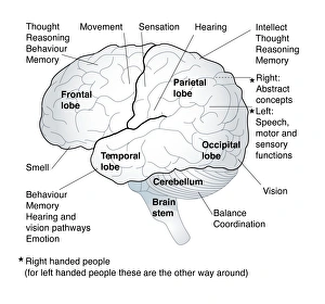 Human Brain Anatomy Prints: Functional areas of the brain, artwork