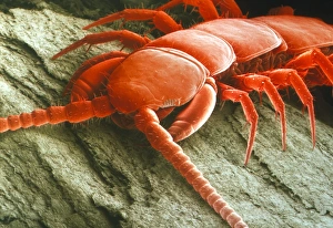 Garden centipede, SEM Garden centipede, SEM