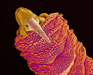 Prints of Gecko toe. Coloured scanning electron micrograph (SEM) of a geckos (family Gekkonidae) toe Images Dated 2007 March: Gecko Toe Print: Coloured SEM Image