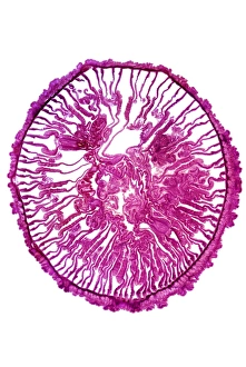 Light Micrograph Prints: Gem anemone, light micrograph