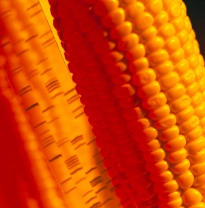 Genetically-engineered sweetcorn & DNA sequence Genetically-engineered sweetcorn & DNA sequence