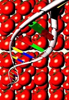 Genetically Modified Food Prints: Genetically modified food