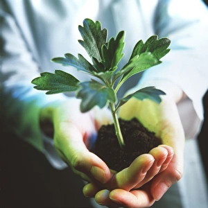 Genetically modified plant Genetically modified plant