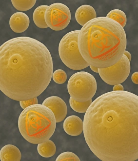 Prints of Genetically-modified pollen. Conceptual composite image of a coloured scanning electron micrograph (SEM) of maize pollen grains (Zea mays) labelled with biohazard symbols Images Dated 2004 November: Genetically-modified pollen grains Print