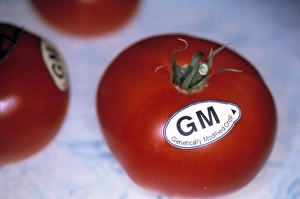 Images Dated 12th March 2003: Genetically modified tomatoes Print