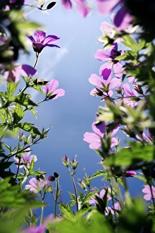 Pink Geraniums Prints: Geranium flowers