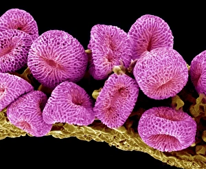 Pollen Grains SEM Prints: Geranium pollen, SEM