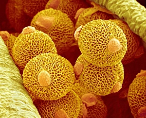 Prints of Geranium pollen. Coloured scanning electron micrograph (SEM) of pollen (orange) on the anther (yellow) of a geranium flower (Geranium sp.) Images Dated 2008 October: Geranium Pollen Print, SEM