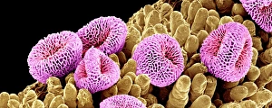 Geranium Pollen Print, SEM