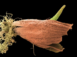 Seedling Growth Stages Prints: Germinating grass seed, SEM