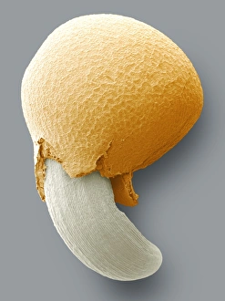 Germinating seed, SEM Germinating seed, SEM