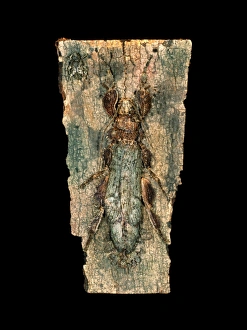 Insect Camouflage Techniques Prints: Ghost insect