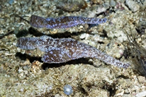 Reef Dwelling Fish Prints: Ghost pipefish