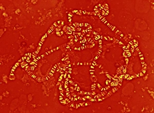 Light Microscope Images Prints: Giant chromosome, light micrograph