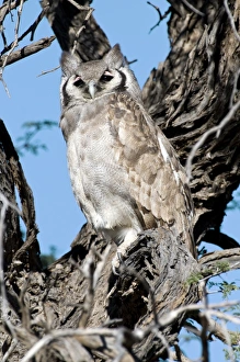 Giant eagle owl Giant eagle owl