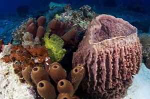 Bony Fish Underwater Photos Prints: Giant frogfish