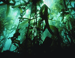 Giant kelp Giant kelp