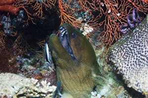 Moray Eel Species Prints: Giant moray eel